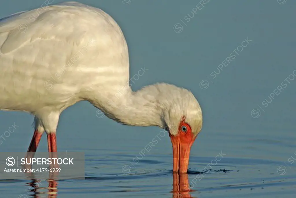 White ibis (Eudocimus albus) feeding.  Lee County, FL