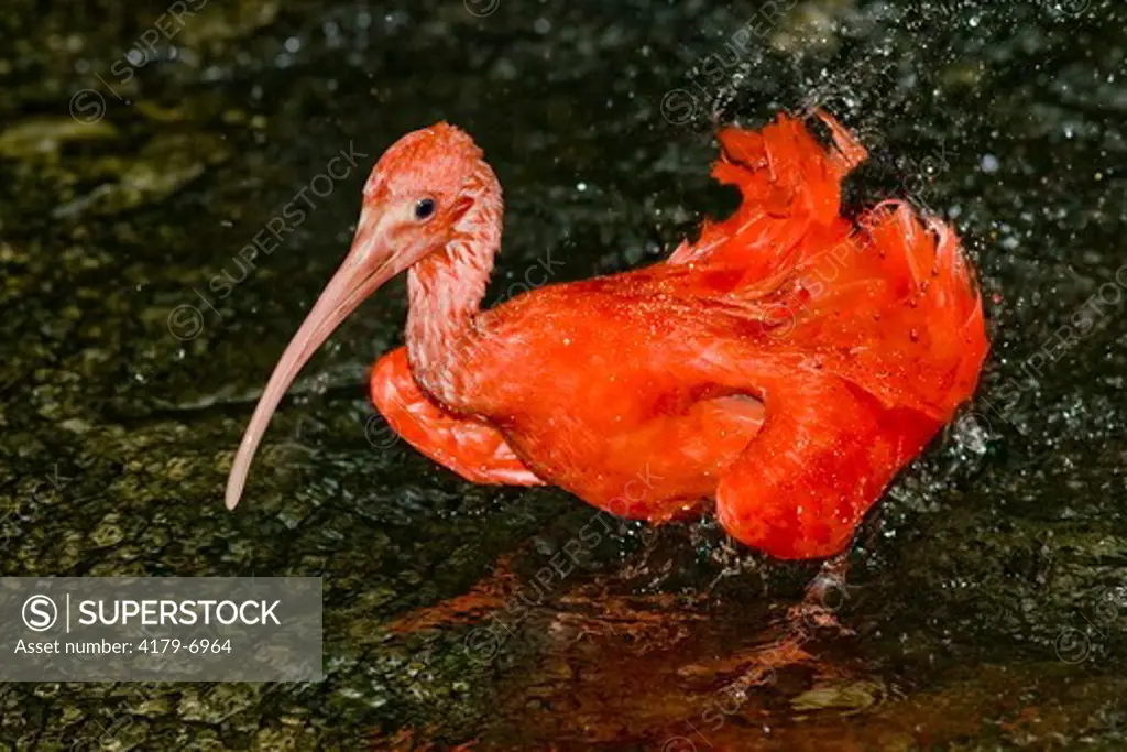 Scarlet Ibis (Eudocimus ruber)  Bathing.  Brilliant red color in the bird's feathers comes from pigments in the insects and crustaceans it eats.  Northern South America and the West Indies.  CITES II.  Sometimes considered to be conspecific with the Ameri