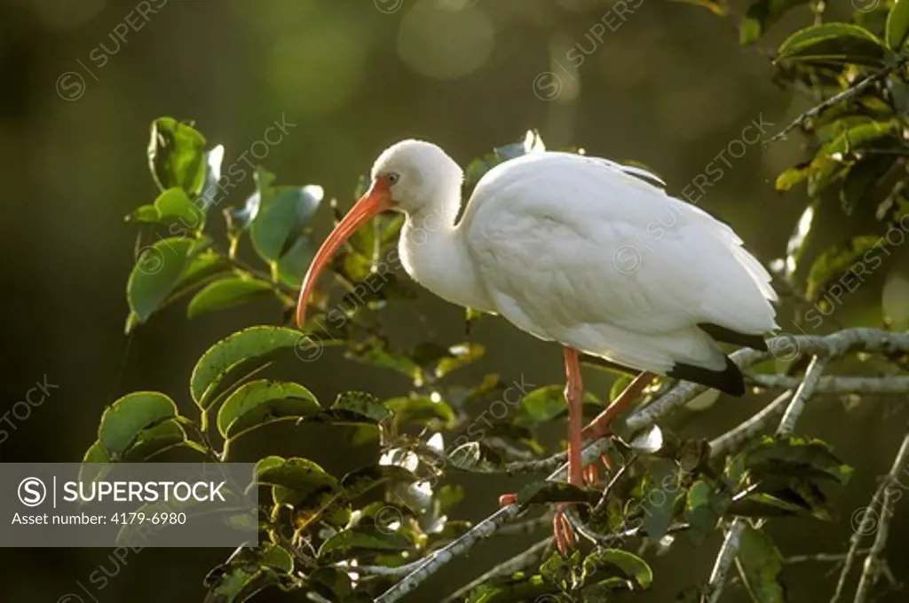 White Ibis (Eudocimus albus), adult, non breeding, Corkscrew Swamp, SW FL