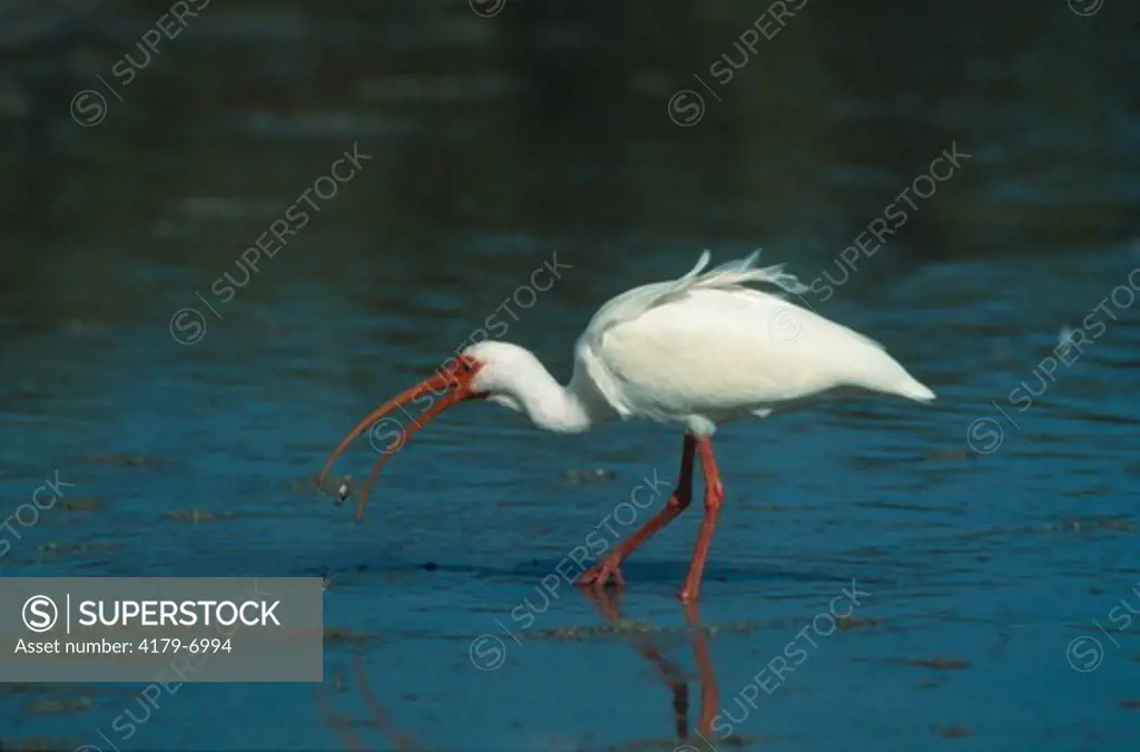 White Ibis catching a Crab (Eudocimus alba) Ft. Myers - Florida