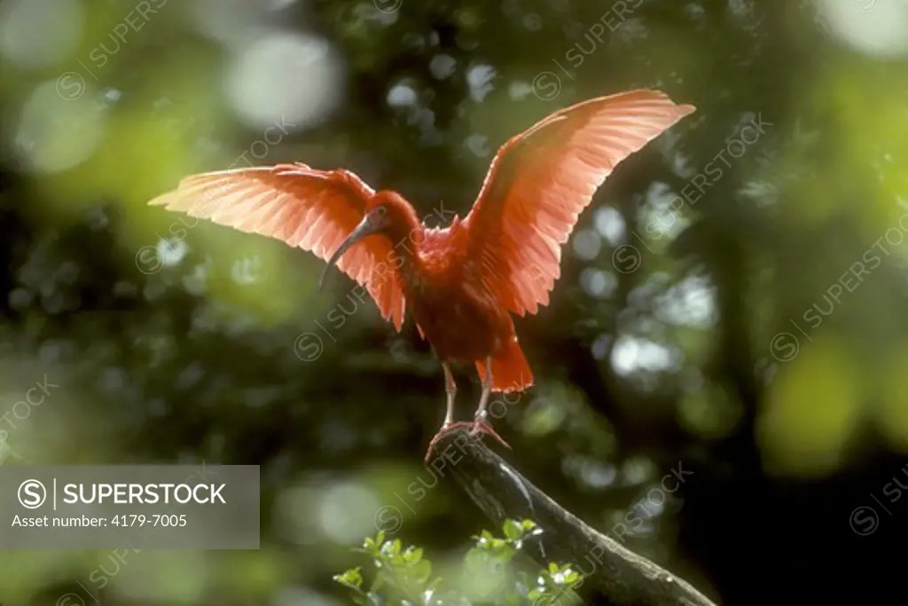 Scarlet Ibis (Eudocimus ruber), spreading wings