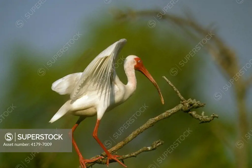 White Ibis (Eudocimus albus) Lake Martin, Breaux Bridge, LA  June