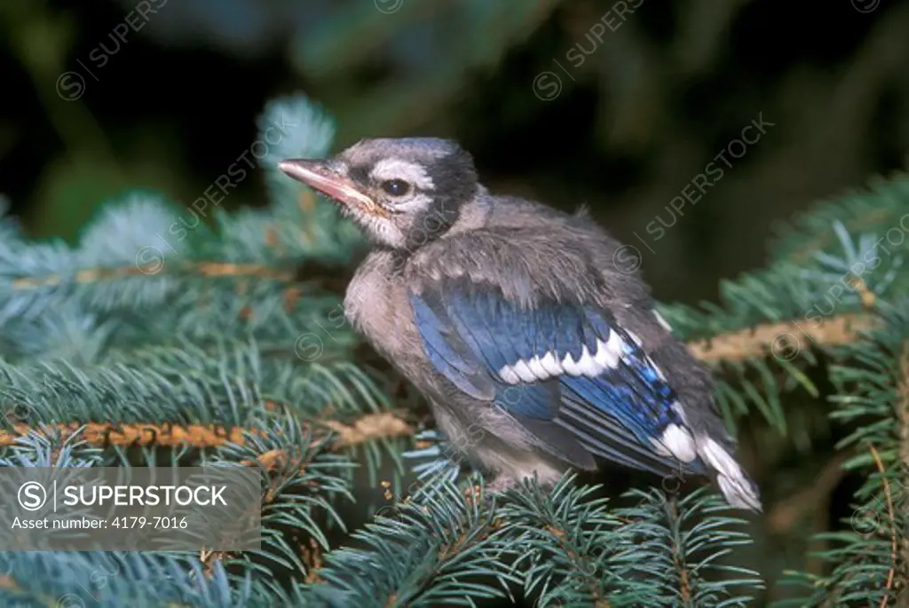 Blue Jay Baby (Cyanocitta cristata) Connecticut        Velvia