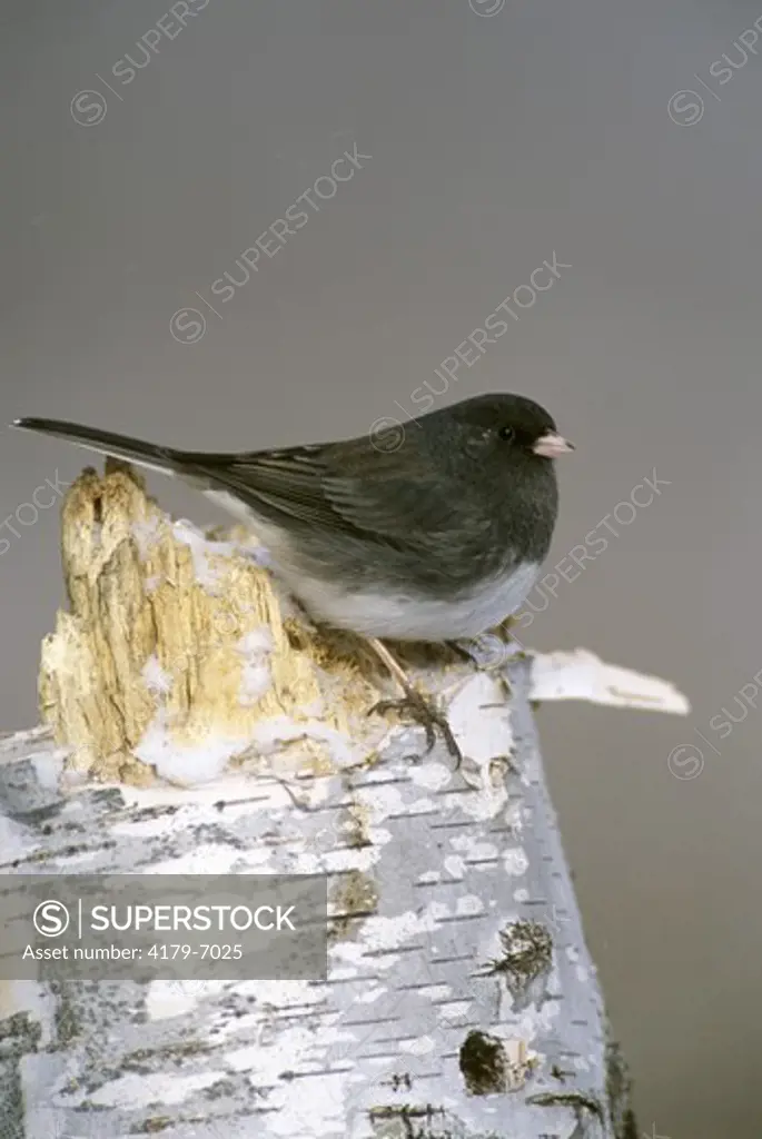 Male Dark-eyed Junco (Junco hyemalis), winter plumage, Dakota Co., MN