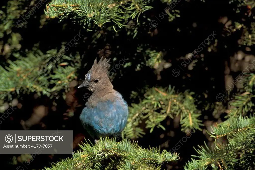 Steller's Blue Jay Cyanocitta stelleri perched on pine tree branch, Lassen Volcanic National Park, California
