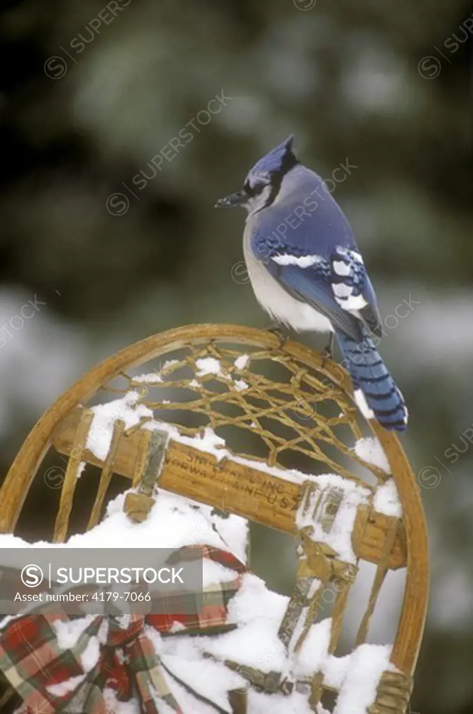 Blue Jay on Snow Shoe (Cyanocitta cristata), Marion Co., IL, Illinois