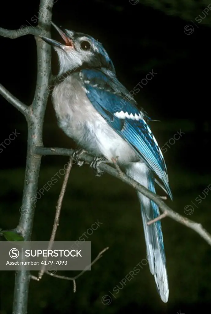 Blue Jay  (Cyanocitta cristata)