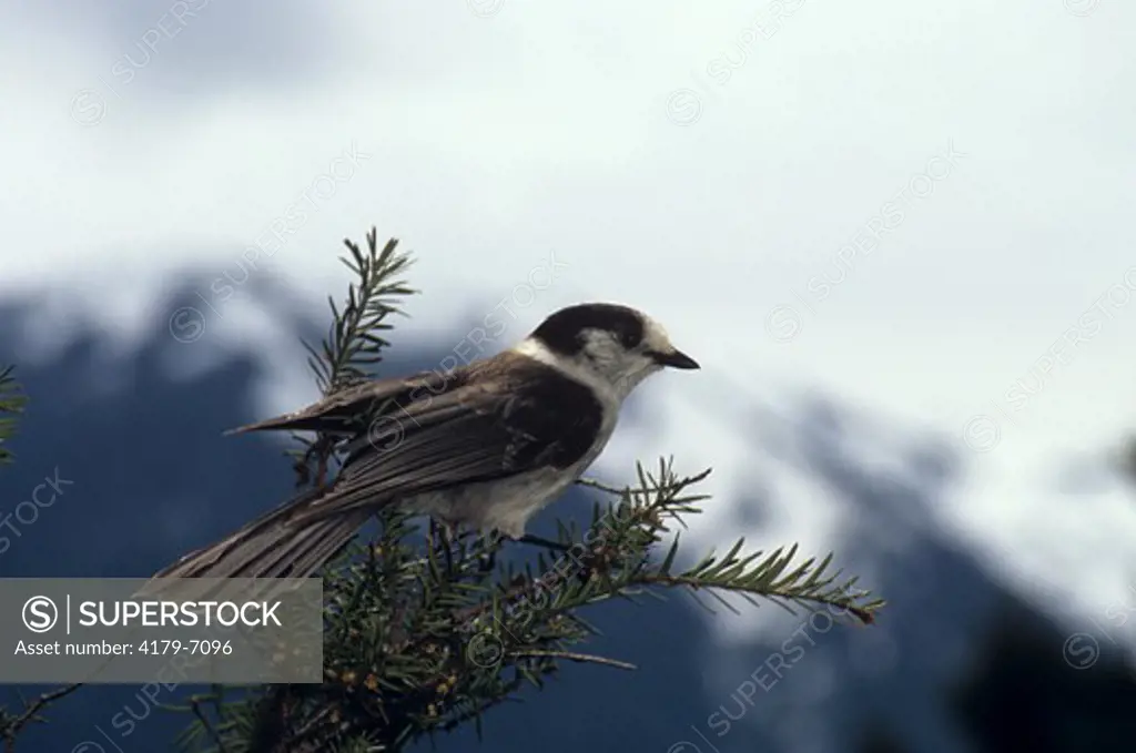 Grey Jay (Perisoreus canadensis), Olympic NP, Washington