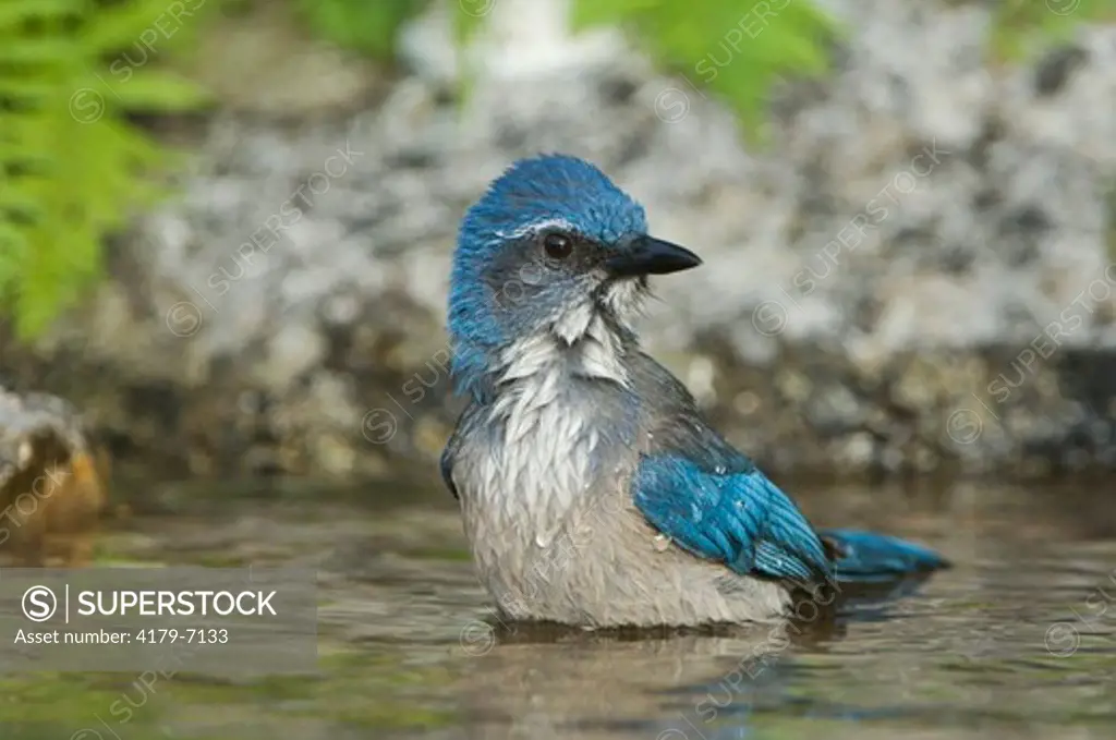Western Scrub-Jay  (Aphelocoma californica) adult bathing in spring fed pond, Uvalde County, Hill Country, Texas, USA, April 2006