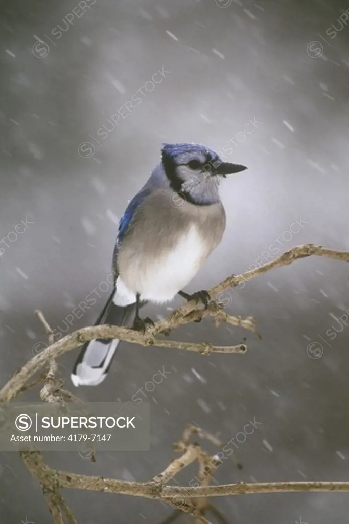 Blue Jay in snowstorm (Cyanocitta cristata) Freeville, New York