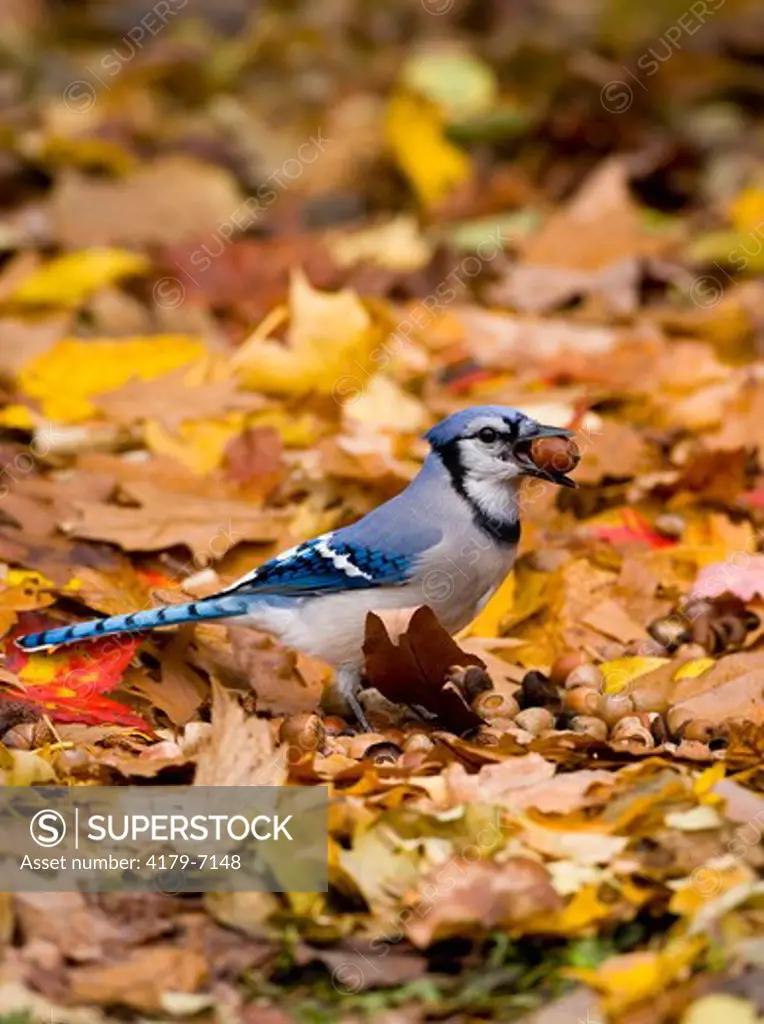 Blue Jay (Cyanocitta cristata) holding an acorn: jays gather many acorns in autumn and hide them to provide food stores for the winter. Freeville NY