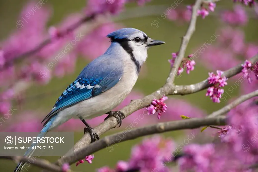 Blue Jay (Cyanocitta cristata) perched in flowering eastern redbud in spring, Freeville NY