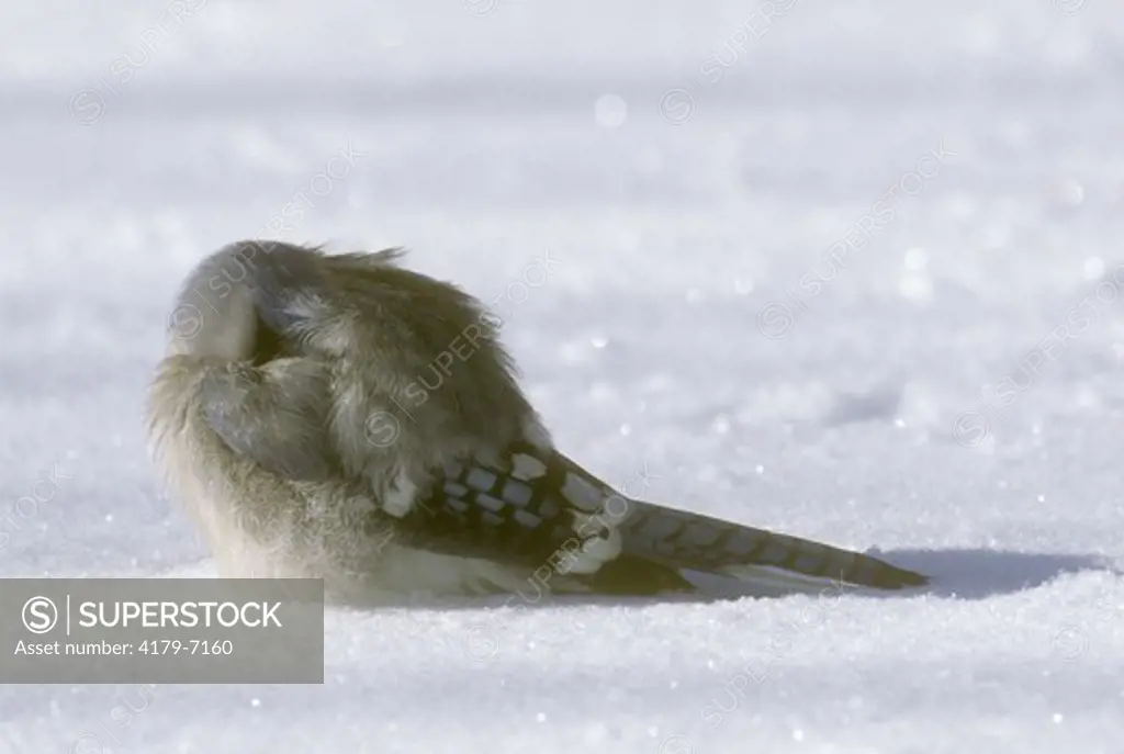 Blue Jay resting on Snow in Winter, Emmet Co., MI