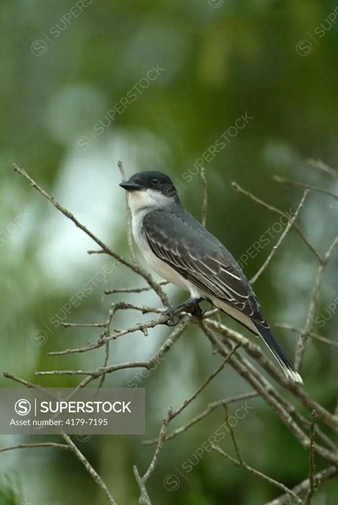 Eastern Kingbird (Tyrannus tyrannus) Texas