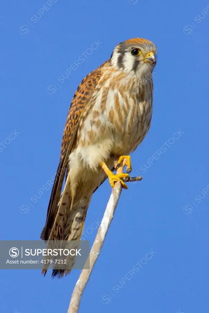 American Kestrel, female (Falco sparverius), Riverside County, California, USA