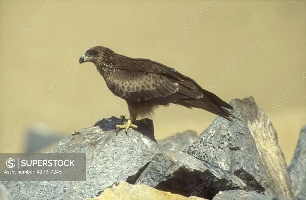 Black Kite (Milvus migrans) perched on rock, female, Asia