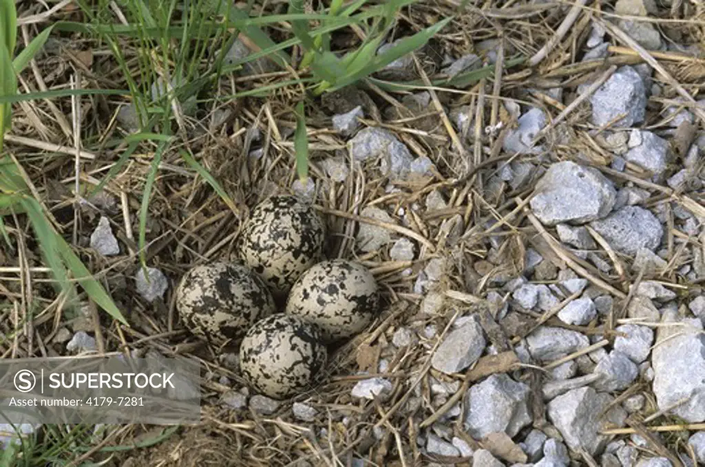 Killdeer nest with four Eggs (Charadrius vociferus) Dayton, OH, Ohio