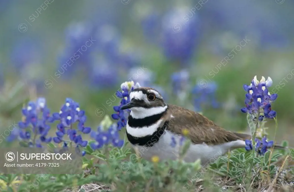 Killdeer (Charadrius vociferus) Adult in Texas Bluebonnets, Choke Canyon State Park, Texas, USA, April 2002