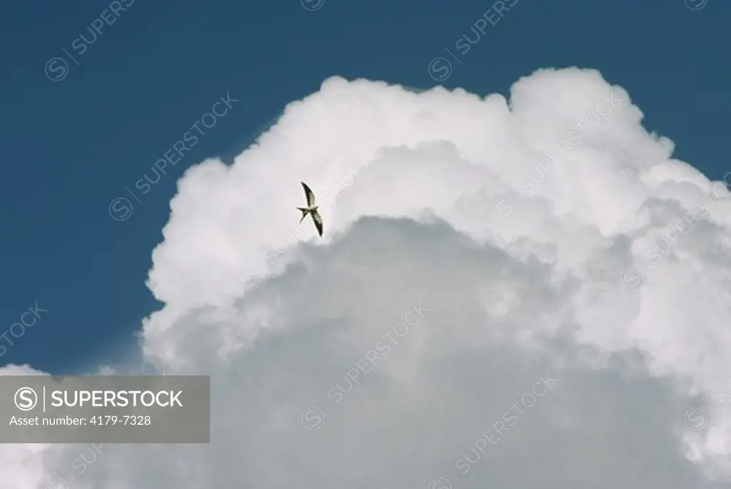 American Swallow-tailed Kite (Elanoides forficatus) Myakka River SP, Florida
