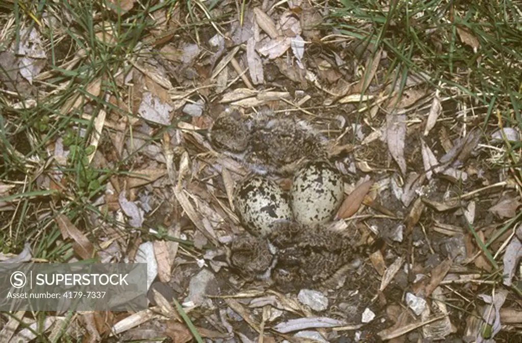 Killdeer (Charadrius vociferus), Nest w/ Eggs & Young, Ithaca, NY