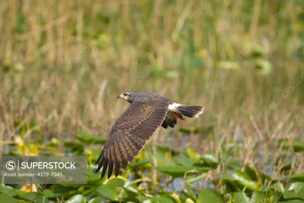 Snail Kite  (Rostrhamus sociabilis), female in flight, Osceola County, Florida, USA