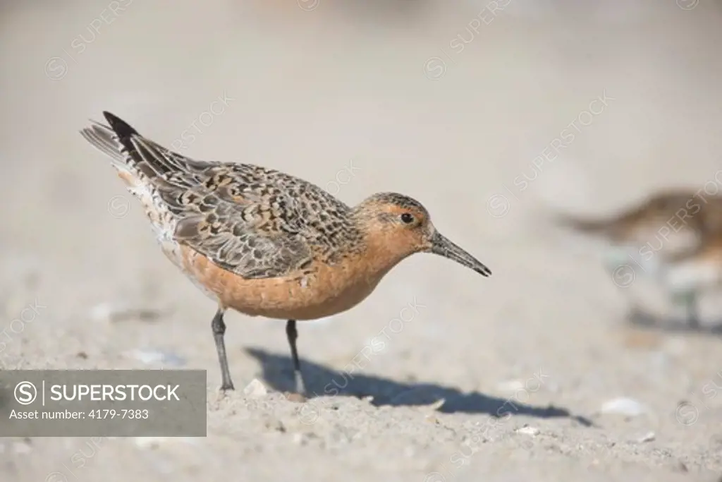 Red Knot (Calidris canutus) on migratory stopover; Delaware Bay