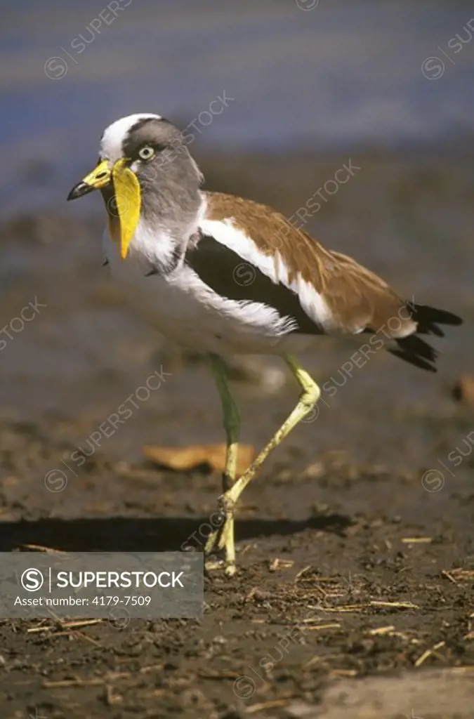White-crowned Lapwing (Vanellus albiceps), Selous GR, Tanzania