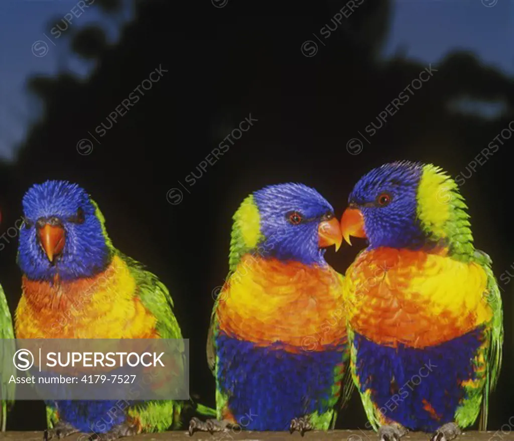 Rainbow Lorikeets (Trichoglossus haematodus moluccanus), Australia