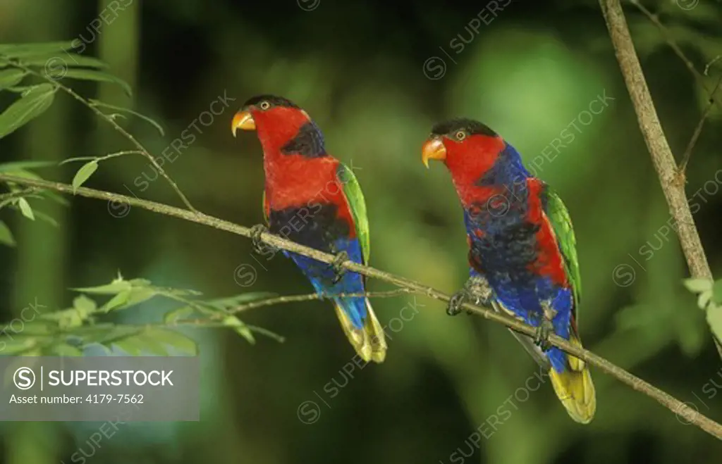 Black-capped Lory (Lorius lory), Pair, a small Parrot