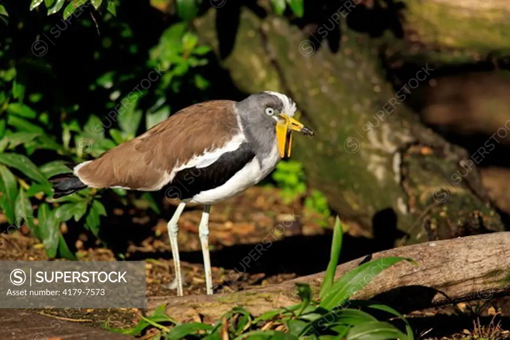 White Headed Lapwing,White headed Plover,White Crowned Wattled Plover adult alert (Vanellus albiceps) Africa