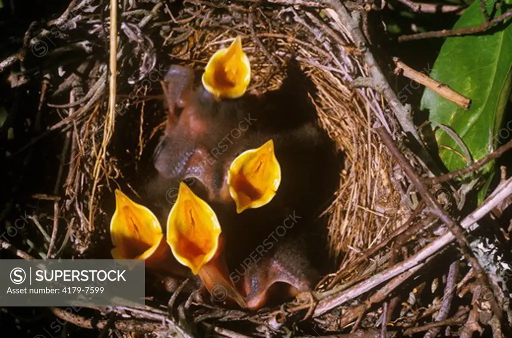 Young Mockingbirds in Nest (Mimus polyglottos) FLorida