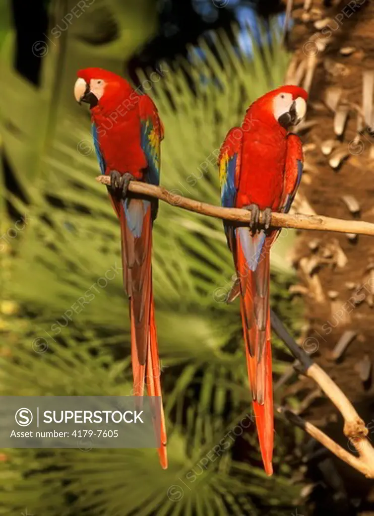 Scarlet Macaw San Diego Zoo - CA