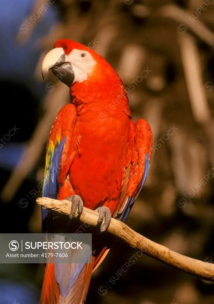 Scarlet Macaw, San Diego Zoo, California