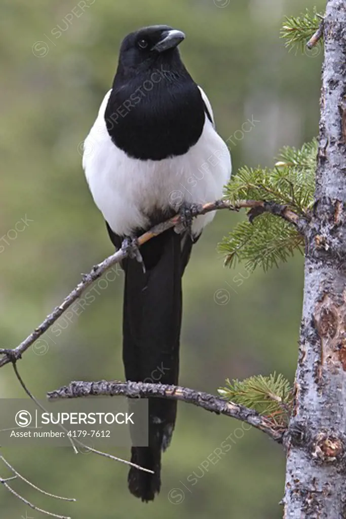 Black-billed Magpie (Pica hudsonia) Rocky Mountain NP, CO