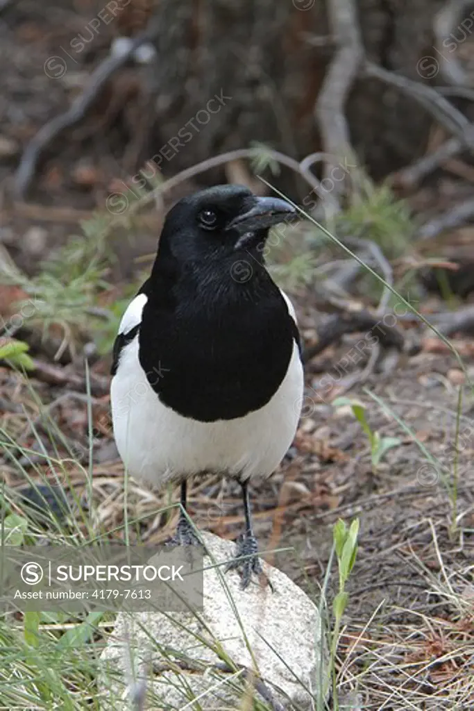 Black-billed Magpie (Pica hudsonia) Rocky Mountain NP, CO
