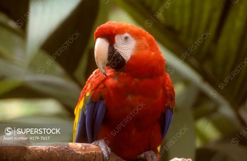 Scarlet Macaw (Ara macao), Costa Rica