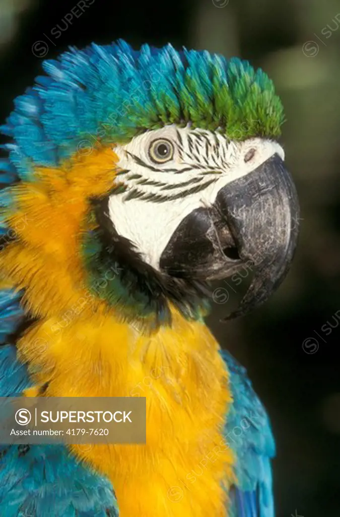 Blue & Yellow Macaw (Ara ararauna) Amazon - Brazil