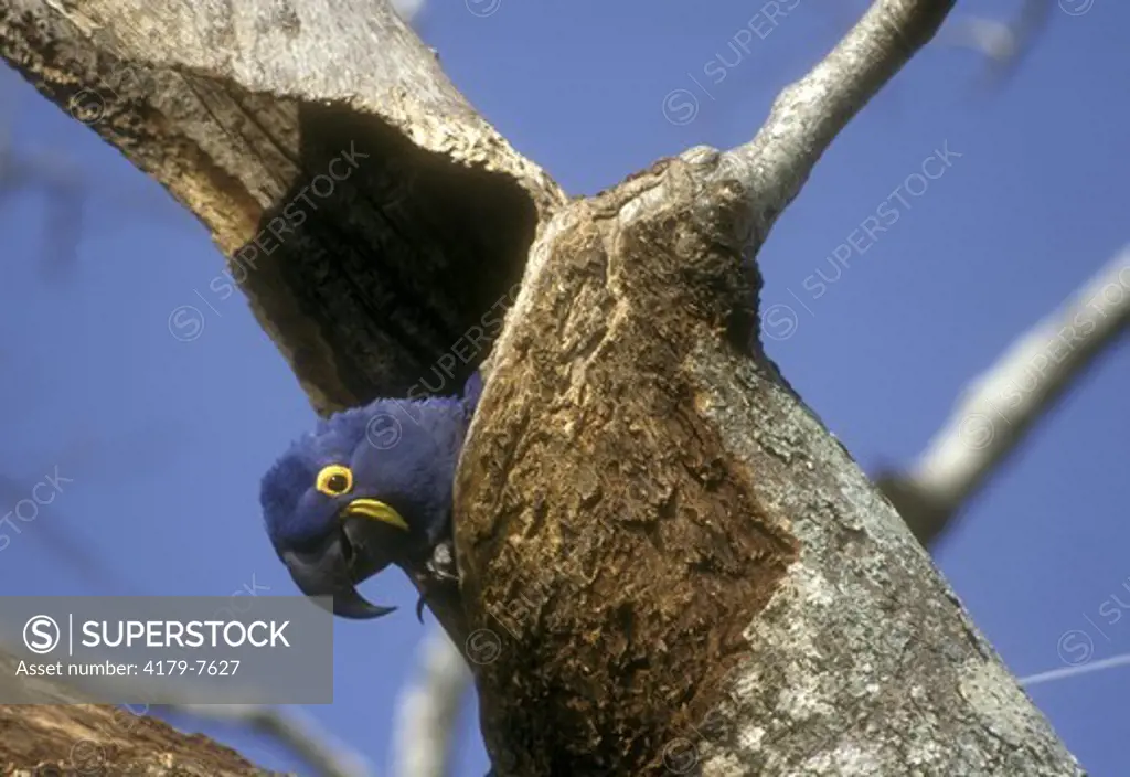Hyacinth Macaw in Nest Hole (Anodorhynchus hyacinthinus), Brazil