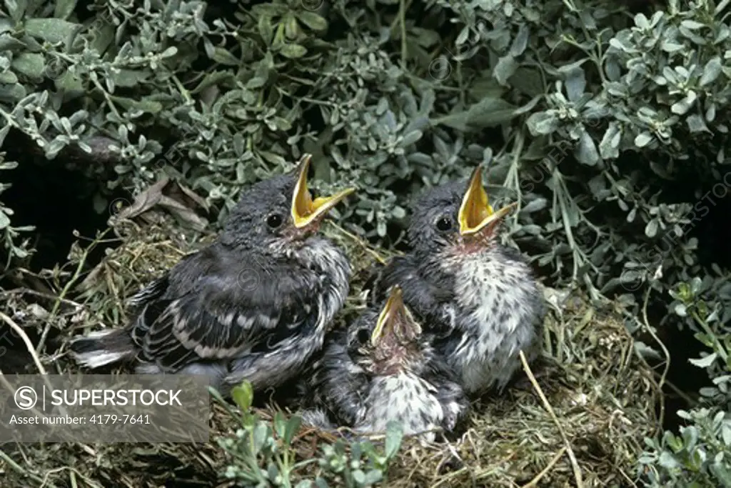 Mockingbird Chicks (Mimus polyglottos) Southern California