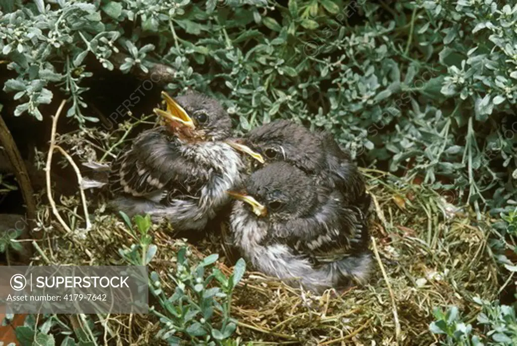 Mockingbird Chicks (Mimus polyglottos) CA