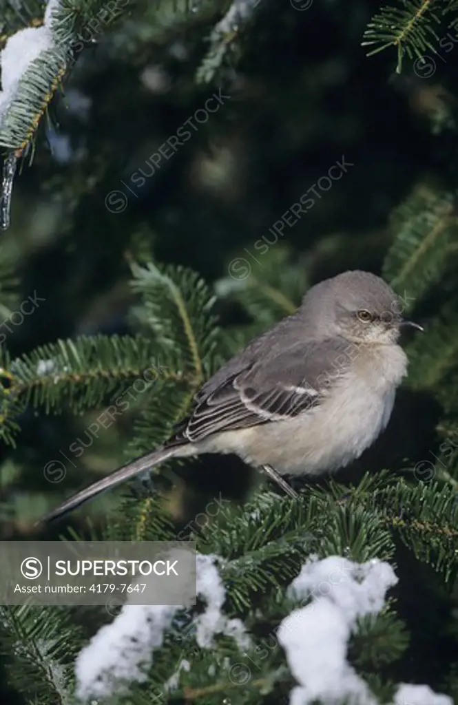 Northern Mockingbird in Fir Tree in Winter, Marion Co., IL (Mimus polyglottos)