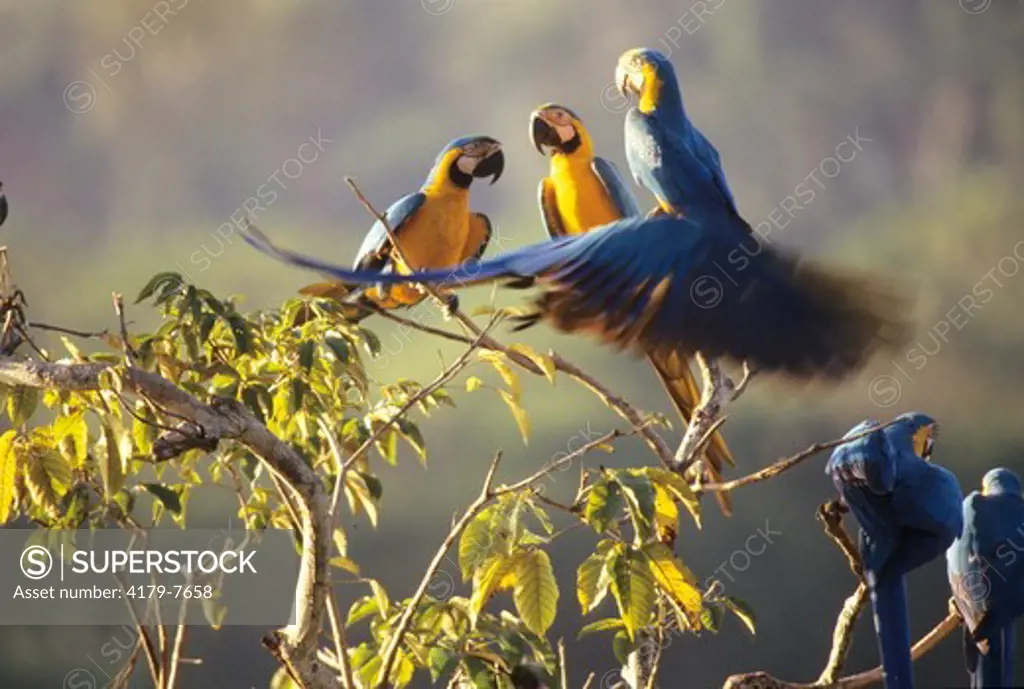 BIEX-22 Perched Blue and Yellow Macaws (Ara ararauna), Endangered Species threatened by habitat destruction and illegal pet trade. Amazon Rainforest, Peru. Original: 35mm Transparency.