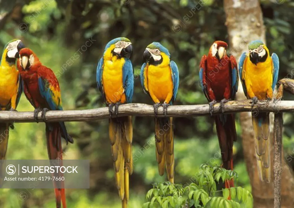Macaws: Scarlet and Blue & Yellow  (Ara chloroptera & Ara arauna), Amazon, Peru