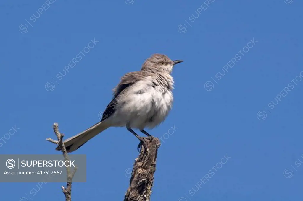 Mockingbird (Mimus polyglottos) Edinberg,Tx