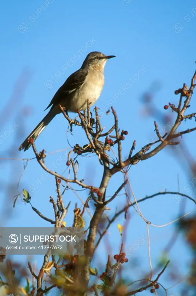 Northern Mockingbird (Mimus polygrottos) Todos Santos - Baja CA Sur Mexico
