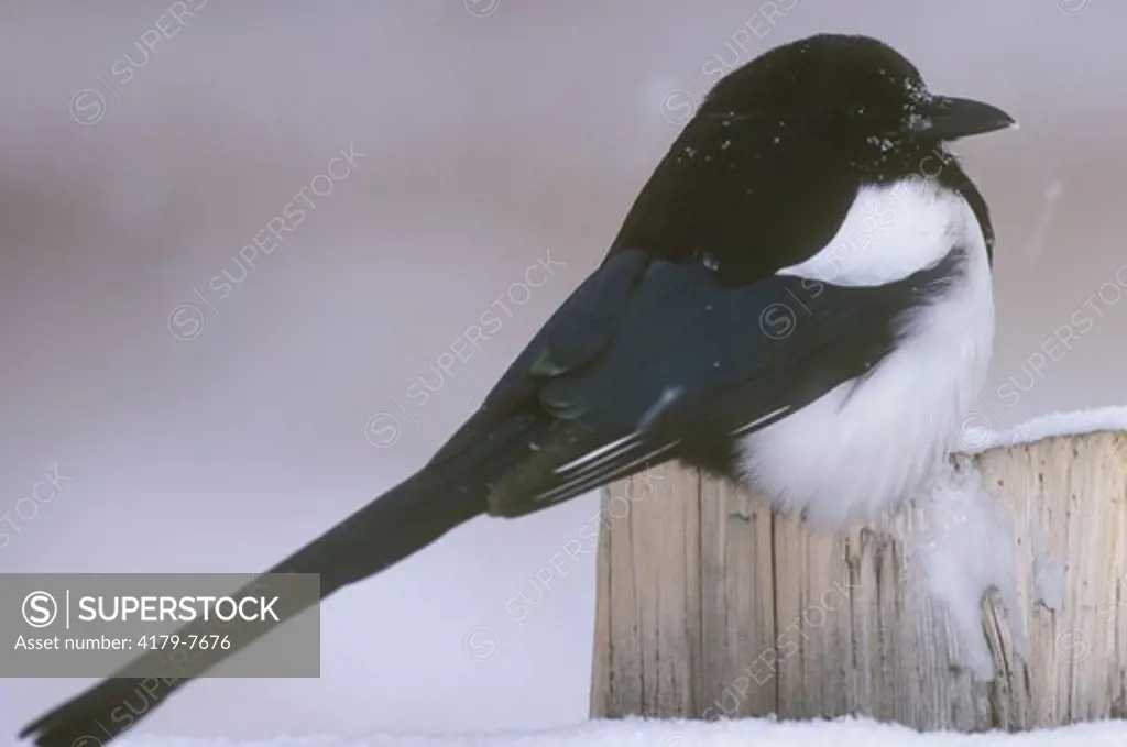 Black-billed Magpie on Snowy Day (Pica pica) Rocky Mountain NP, CO