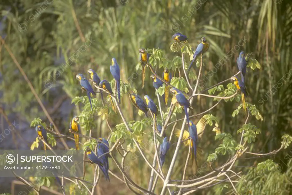 Blue & Yellow Macaws (Ara ararauna), Upper Tambopata River, Peruvian Amazon