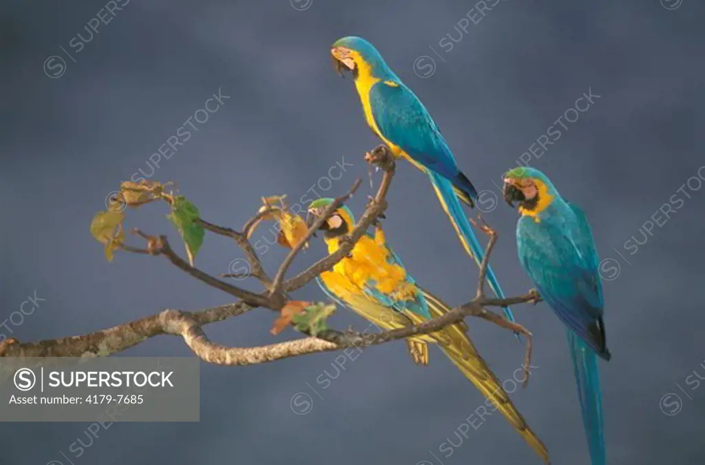 Blue & Yellow Macaws (Ara ararauna), Upper Tambopata River, Peruvian Amazon