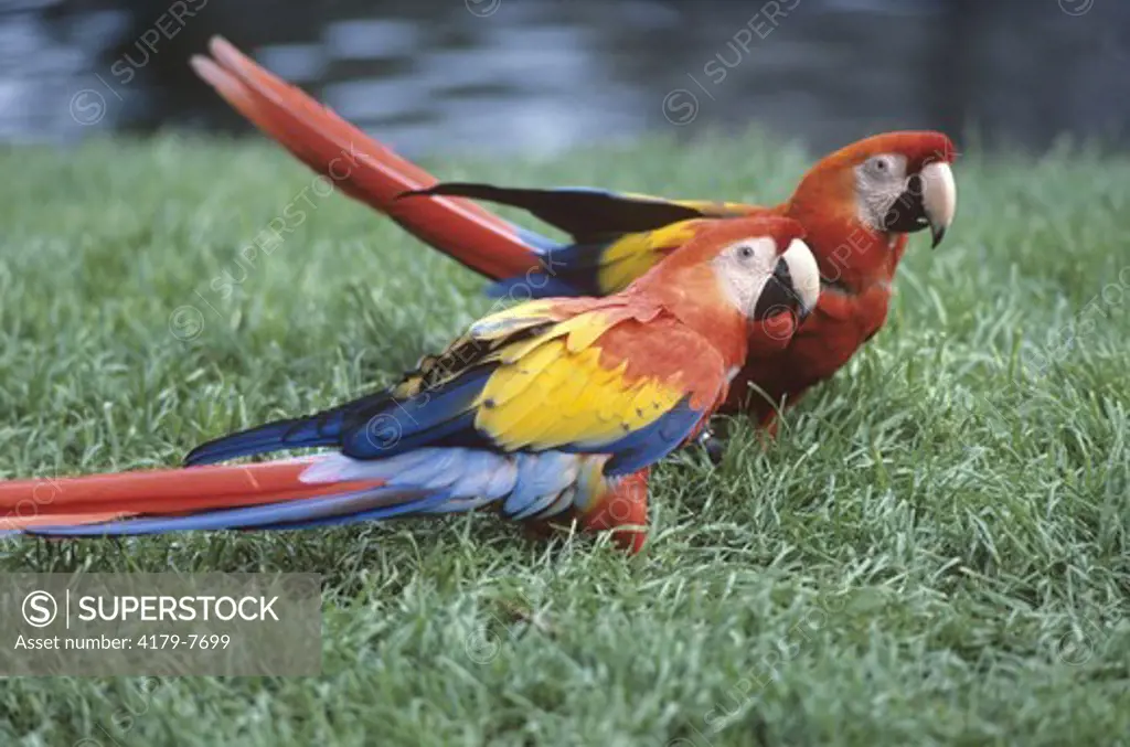 Scarlet Macaws, San Diego Zoo, CA