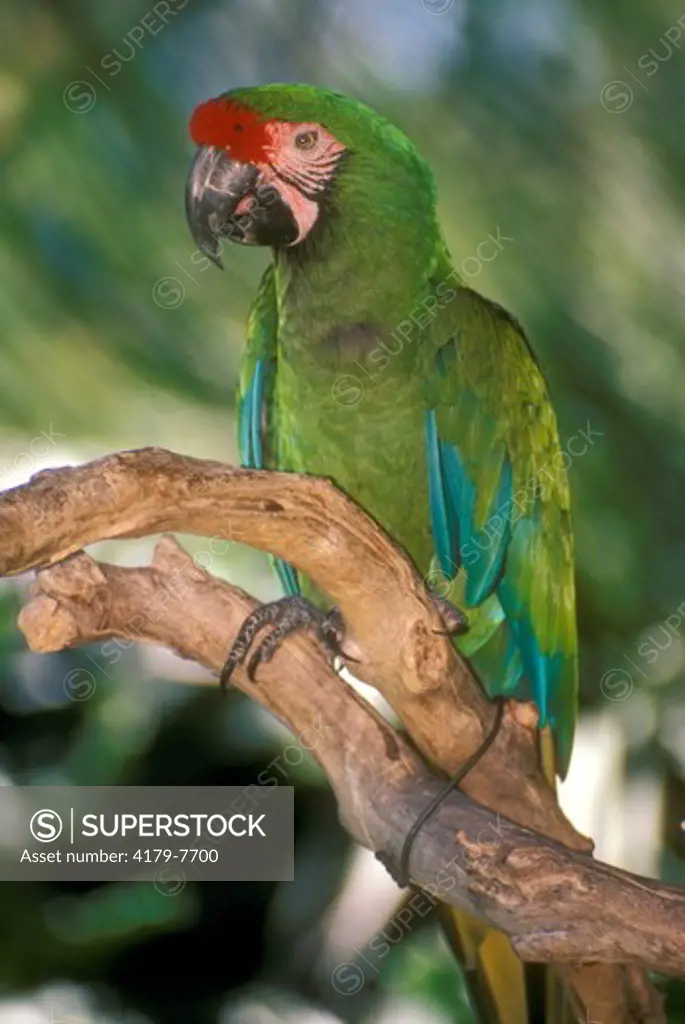 Military Macaw (Ara militaris) San Diego Zoo